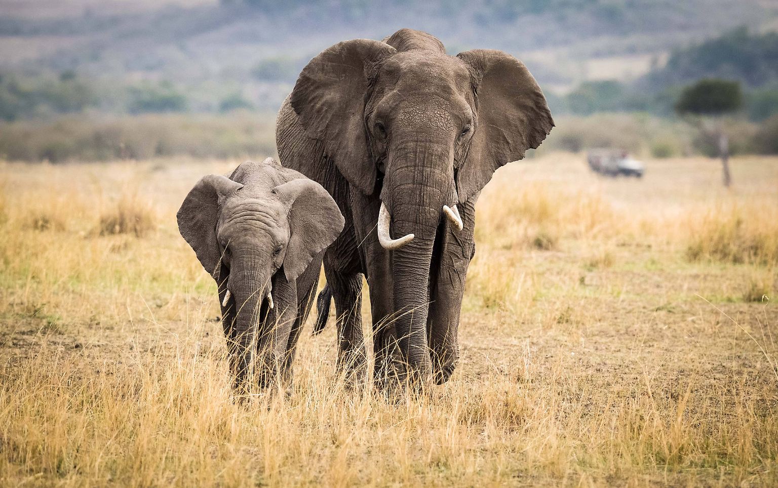Afrika ohne Elefanten ist undenkbar.