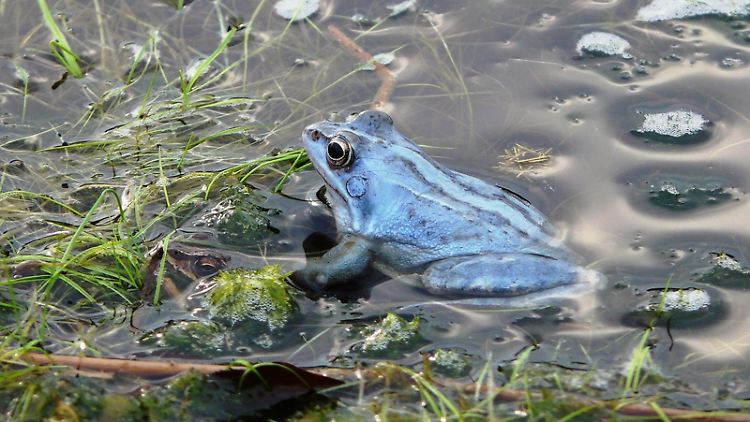  Blauer Frosch im Moor: Wer die Tiere so nah aufnehmen will, sollte eine gute Kamera mitnehmen.