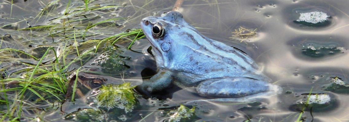 Frosch.jpg