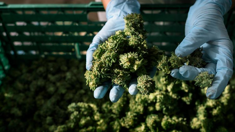 Uneinigkeit herrscht in der Cannabis-Politik.