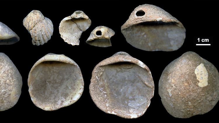 Perforierte Muscheln, die in Sedimenten in einer Höhle gefunden wurden und rund 115.000 Jahre alt sind.