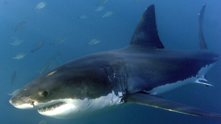 Die Tierschützer sind derzeit auf einer wissenschaftlichen Expedition nahe der Balearen unterwegs.