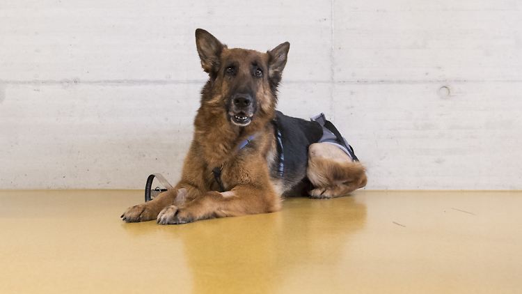 Abschiedsfoto im Tierkrankenhaus Zürich. Und jetzt nichts wie weg, die Familie ist da!