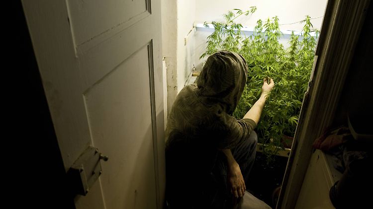 Wer sich keine Growbox leisten will, baut einfach seinen Kleiderschrank um.