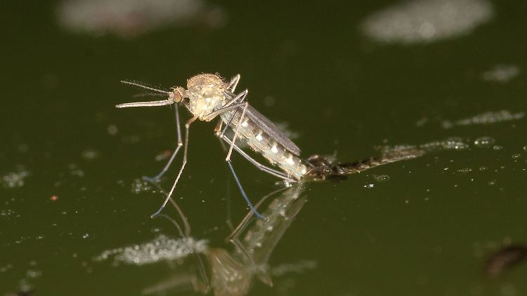 Hier schlüpft eine Stechmücke. Eisige Zeiten überstehen die Insekten mit einer Art Frostschutzmittel.