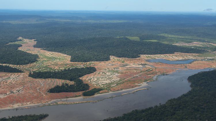 Abholzungen am Amazonas: Wälder entwickeln sich nur sehr langsam wieder in Richtung ihres ursprünglichen Zustands.