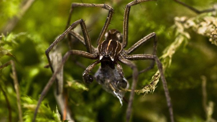Weibchen der Listspinne neigen dazu, das Männchen während der Balz aufzufressen - es sei denn, es bringt ein Paket mit.