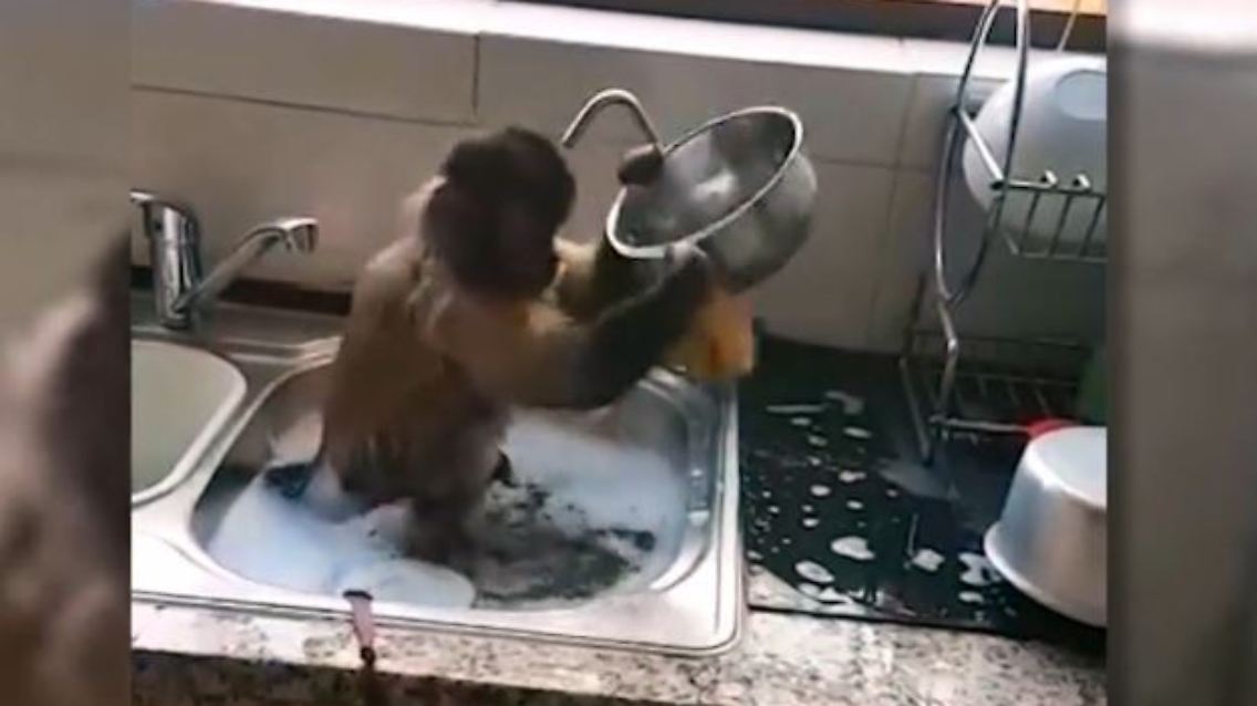affe1.JPG