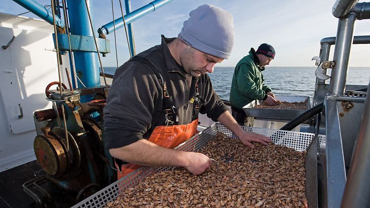 Krabbenkutter auf der Nordsee: Der Fang soll künftig auch wieder in Ostfriesland verarbeitet werden.