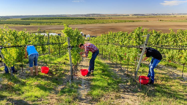 Aufgrund des Klimawandels wird inzwischen selbst im nördlichen Brandenburg Wein angebaut.