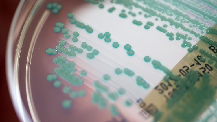 Petrischale mit MRSA-Keimen (Methicillin-resistenten Staphylococcus aureus).