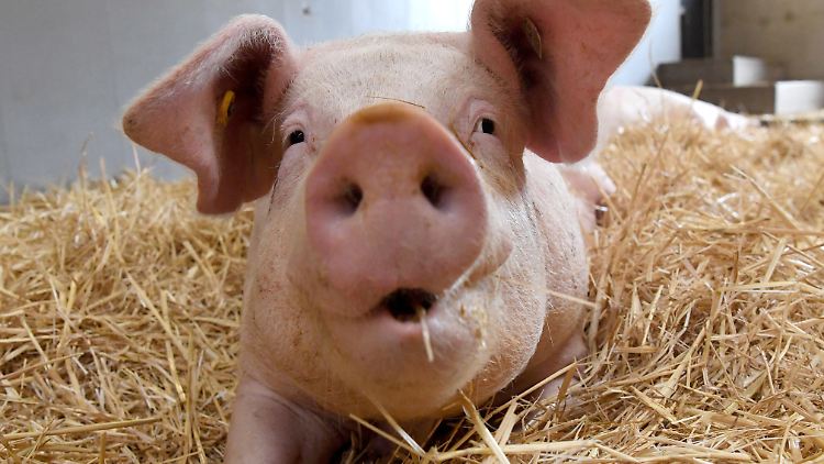 Viel Platz und frisches Stroh: Davon können Schweine in Massenhaltung nur träumen.