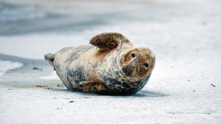 Eine Kegelrobbe auf dem zugefrorenen Strelasund zwischen Stralsund und Greifswald: An der deutschen Ostseeküste wird der Bestand auf grob 100 Tiere geschätzt.