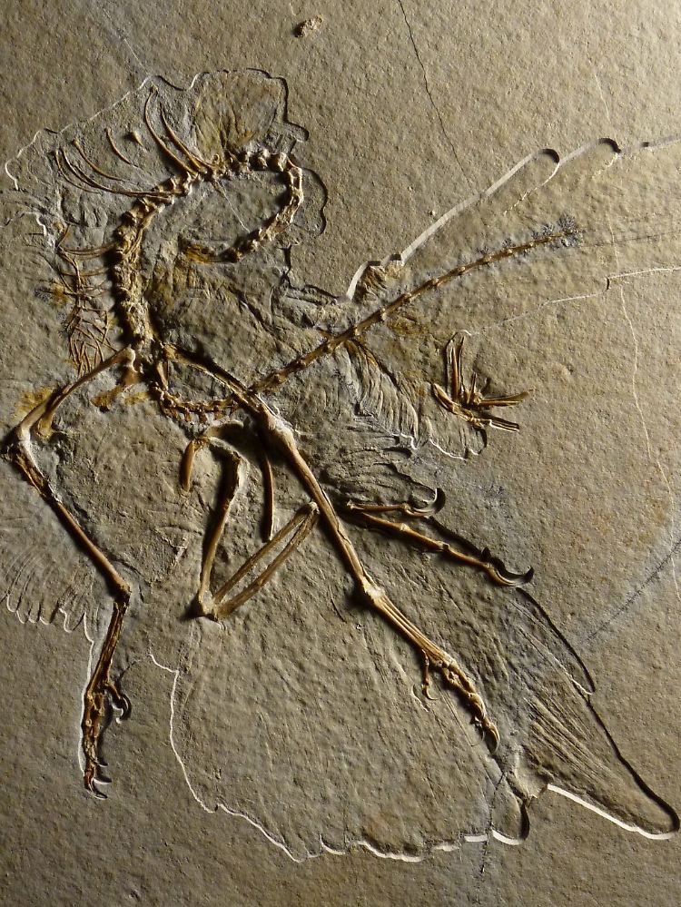 Versteinerter Archaeopteryx, der im bayerischen Altmühltal gefunden wurde.