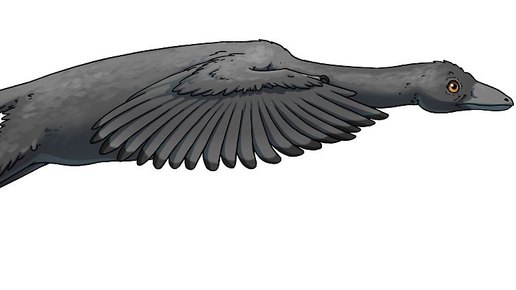 So könnte es ausgesehen haben: Archaeopteryx im Flug.