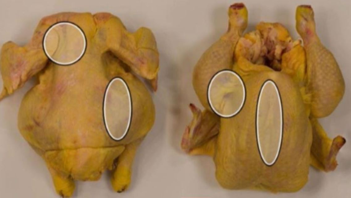 huhn.JPG
