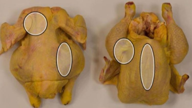 huhn.JPG