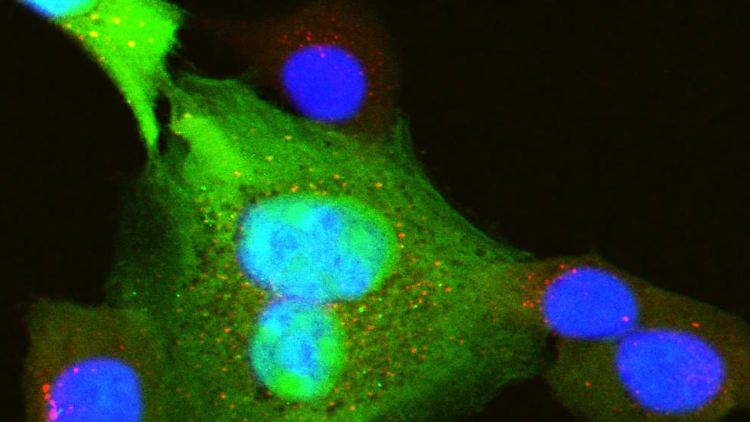 Das Cytomegalie-Virus nistet sich nach einer Erstinfektion im Körper ein.