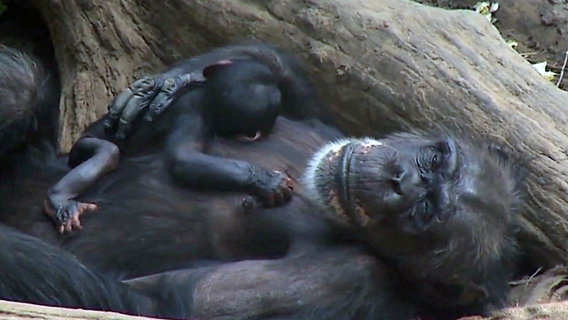 Zoo-Leipzig.jpg
