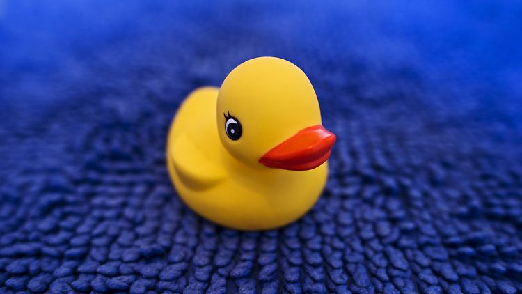 Genauso niedlich, nur um ein Vielfaches größer ist das Maskottchen Daphne des australischen Schwimmvereins.