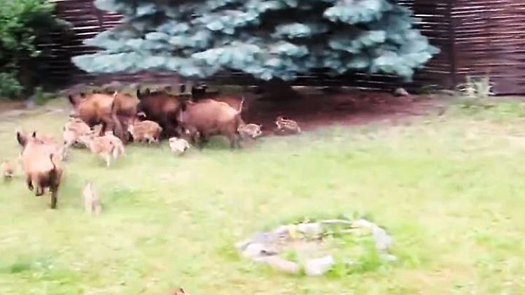 Wildschweine in der Stadt.JPG