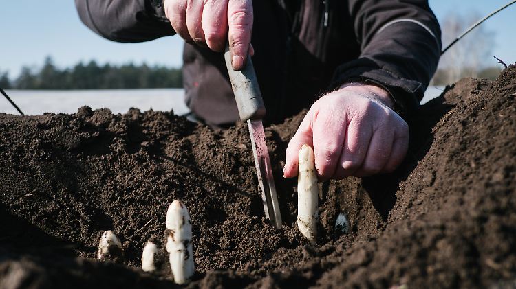 Es ist einfach zu kalt: In Deutschland gibt es bisweilen nur Spargel von beheizten Feldern.