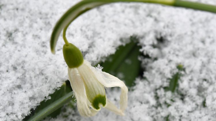 Immerhin schädigt das bislang eher kalte Wetter die Natur kaum.