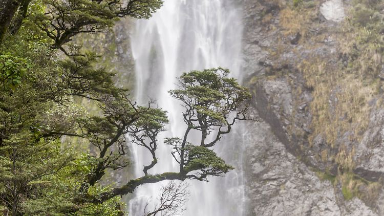 Im neuseeländischen Nationalpark Arthur's Pass gibt es mehrere hohe Wasserfälle, wie die Devil's Punch Bowl Falls im Bild.