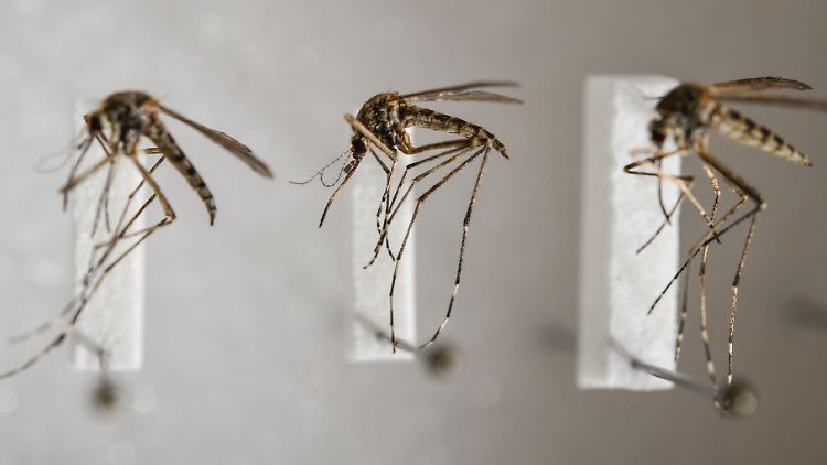 Präparierte heimische Stechmücken der Art Aedes cantans im ZALF: Ein kalter Winter lässt nicht auf weniger Mücken im Sommer schließen.