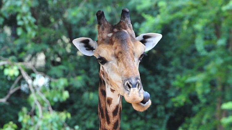 Giraffen haben durch ihre langen Hälse den Überblick.