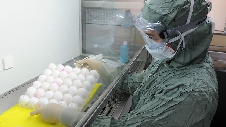 Diese Mitarbeiterin in einem Pharmaunternehmen infiziert Eier mit dem Grippevirus.