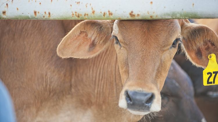 Auf der Fläche, die man für vier Gramm Rindfleisch benötigt, könnte man 100 Gramm pflanzliche Nahrung mit vergleichbarem Eiweiß- und Kaloriengehalt erzeugen - haben Forscher errechnet.