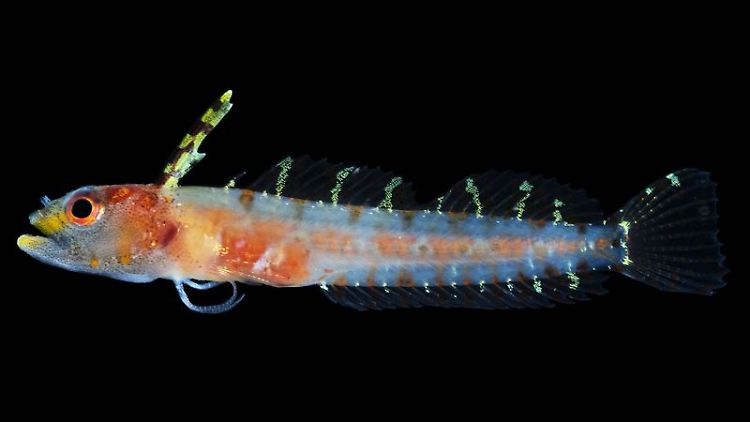 Haptoclinus dropi, eine der neuen Fischarten, die entdeckt wurden.