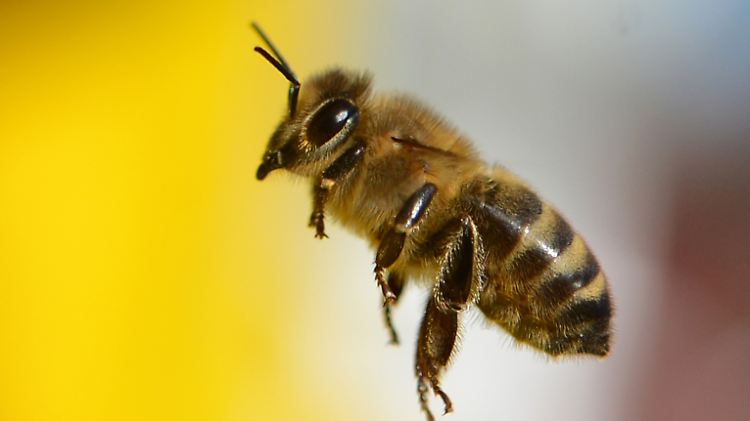 Jedes Bienenvolk zählt im Sommer zwischen 40.000 und 60.000 Bienen.