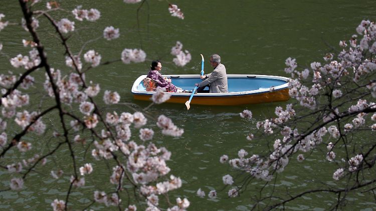 Die Kirschen blühen, das Frühjahr kann kommen: In Tokio steigt der Nikkei - vor allem aufgrund der erhofften Deviseneffekte.