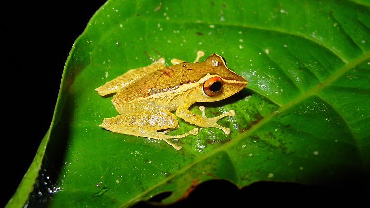 Ein Frosch der Gattung Pristamantis: Nach einer Pilzepidemie haben sich einige Amphibien in Panama, die bereits als nahezu ausgestorben galten, wieder erholt.