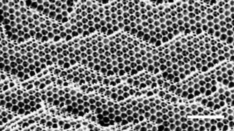 Vergrößerung des Querschnitts des farbverändernden Hydrogels mit Mikrorillenmuster.