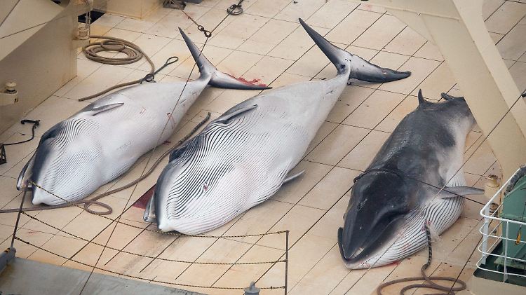Trotz internationaler Proteste machen sich japanische Walfänger regelmäßig auf die Suche nach den begehrten Tieren.