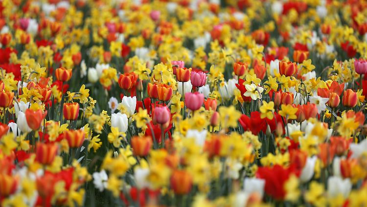 Der Frühling möchte loslegen: Im besten Fall erwartet uns Sonne bei Tageshöchstwerten von 16 bis 25 Grad.