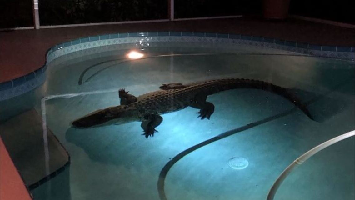 alligator.JPG