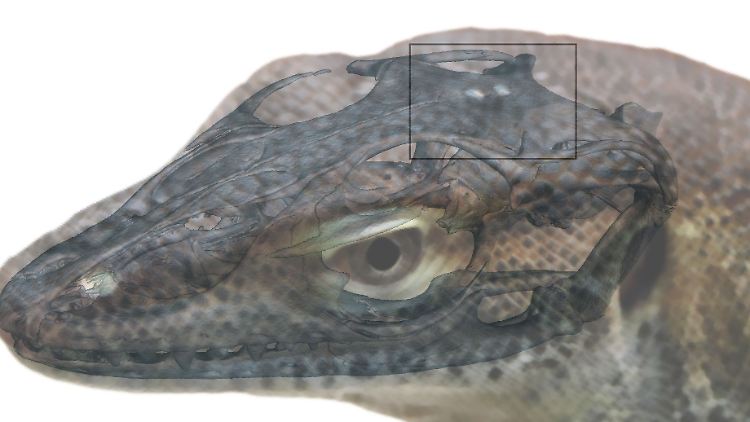 So könnte der Waran vor rund 49 Millionen Jahren ausgesehen haben.  