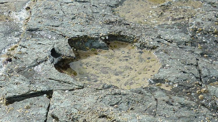 Rund 50 Fußabdrücke der Dinosaurier konnten die Wissenschaftler auf der Isle of Skye identifizieren.