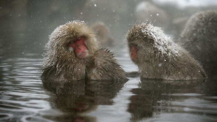 Vor allem dominante Makaken-Weibchen machen es sich im heißen Wasser bequem.
