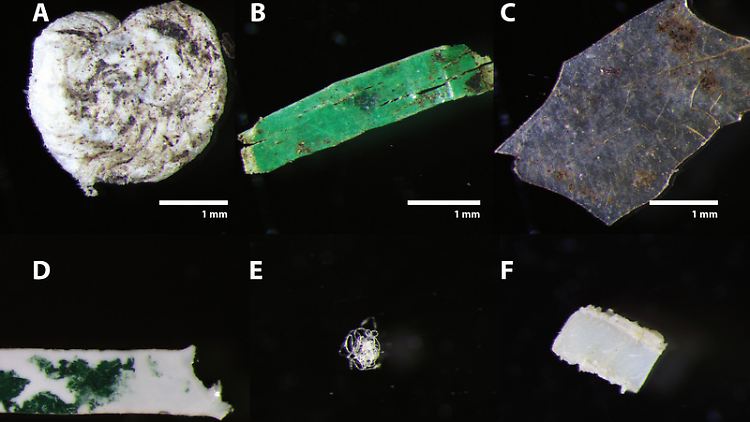 Kunststoffpartikel in Dünger aus organischen Abfällen: (A) Polystyrol-Partikel. (B und C) Polyethylen-Fragmente. (D) Polyamid-Partikel. (E) PET-Faser. (F) Polystyrol-Fragment.