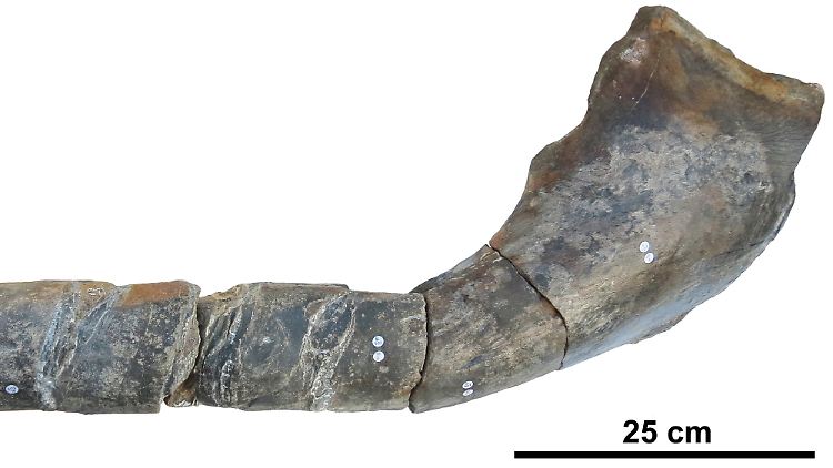 Ein Kieferknochen eines riesigen Ichthyosauriers (Fischsaurier).