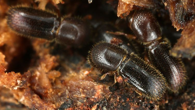 Holzbohrer (Xyleborinus saxeseni) laufen über ein Stück Holz: Ambrosiakäfer suchen gezielt nach Alkohol,  um Pilze zu züchten.