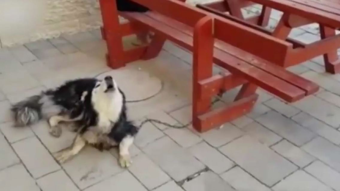 husky.JPG