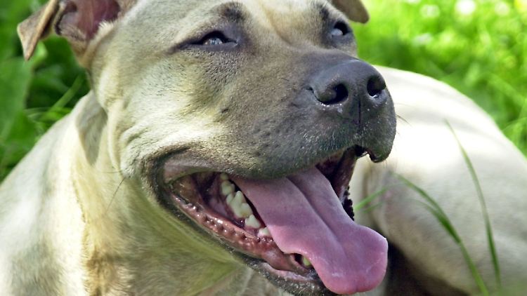 Das Archivbild zeigt einen American Staffordshire Terrier.