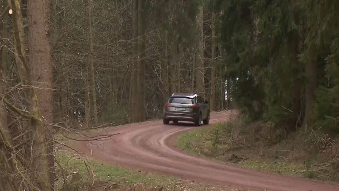 waldweg2.JPG