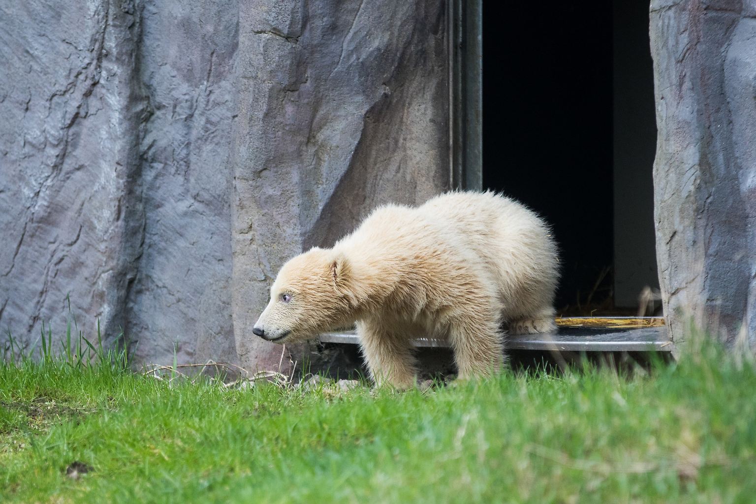Auch wenn es gefühlt in den letzten Jahren doch ganz schön viel Eisbärennachwuchs in deutschen Zoos gab, ist ihr erster Auftritt vor Besuchern immer noch etwas Besonderes. 